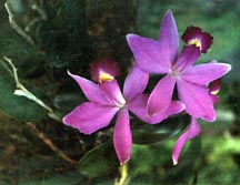 Purple Flower.jpg (47963 bytes)